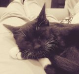 Шелдон спит.jpg