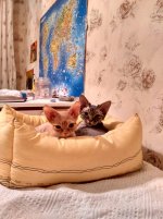2котэ.jpg