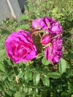 IMG_20160816_162519_новый размер.jpg