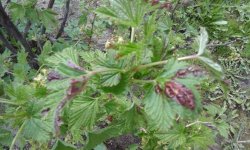 2017 356 (675 x 406).jpg