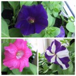 2017_1 - копия.jpg