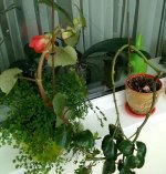 IMG_20170524_104055-1.jpg IMG_20170524_104055-1.jpg