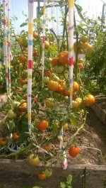 помидоры. Ляна.jpg