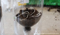 капельный полив 4.jpg