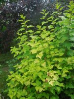 DSCN1776 (1140 x 1520) (855 x 1140).jpg