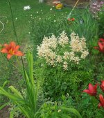 DSCN1785 (1092 x 1227) (819 x 920).jpg