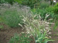 DSCN1790 (1520 x 1140) (501 x 376).jpg