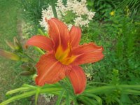 DSCN1793 (1520 x 1140) (1140 x 855).jpg