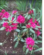 розовый яркий.jpg