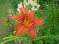 DSCN1793 (1520 x 1140).jpg