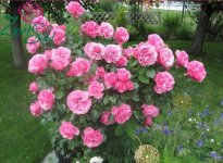 остин - леонардо да винчи.jpg