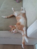 кот диван.jpg