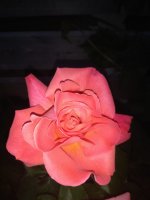 IMG-0a40bb8123ccb71d5e67ab72a55aaa59-V.jpg