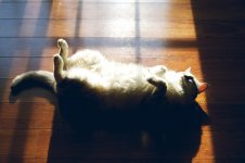 кот2.jpg
