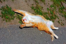 кот.jpg