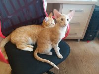 котики.jpg