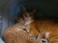 котики.jpg