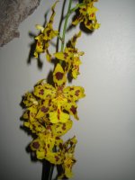 IMG_2560r.JPG
