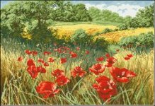 Anchor_APC935_A_host_of_poppies.jpg