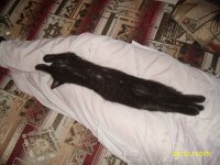SSA44590+.jpg