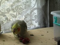 новый год 2010 001.jpg