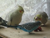новый год 2010 002.jpg