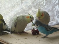 новый год 2010 003.jpg