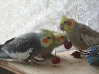 новый год 2010 005.jpg