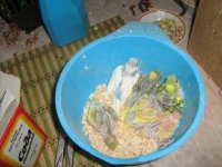 новый год 2010 031.jpg