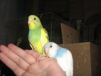 новый год 2010 041.jpg