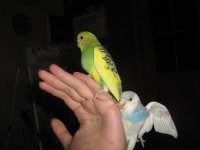новый год 2010 042.jpg