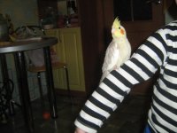 попугаи 020.jpg