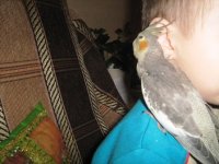 попугаи 032.jpg