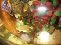 IMG_3077_новый размер.JPG