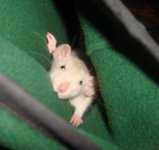 Трэвис прячется в капюшоне.jpg