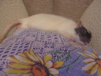 сладкий сон на подушке.JPG