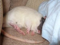 степа спит.JPG