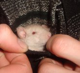 Тайс прячется.jpg