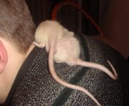 Любимые хвостики.jpg