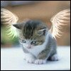 angelkotteni[1].jpg
