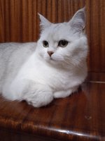 изображение_viber_2021-02-21_18-23-40.jpg