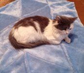 котя.jpg