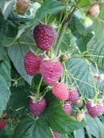 5A9D0BBC-C31D-41EA-8990-EB2813251DD5.jpeg