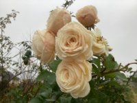 2BD788BE-5C6F-4083-8B98-6FCB6F5BF875.jpeg