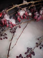 IMG_20221119_175800.jpg