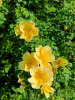 IMG20250420170659.jpg