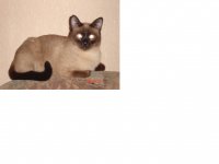 котик.JPG
