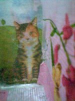 Карандандашный котик..jpg