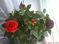 DSC00645.JPG
