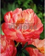 корал шарм.jpg